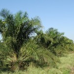Gibt es eigentlich auch „gutes“ Palmöl?