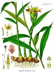 Zingiber_officinale